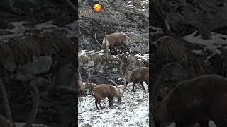 Ibex in the snow / Bouquetins dans la neige #wildlife #suisse  #bouquetin #ibex