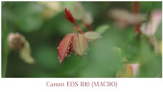 Canon R10 With 50mm Macro Videography