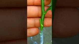 #lemongrafting #gardening #shortvideo #farming #viralvideo #grafting #naturefarm #propagation