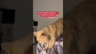 Cute Cat Banned Biscuits #britishshorthair #catlover #catvideos