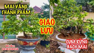 Giao lưu Mai thành phẩm, Bạch Mai;       Mr Đen 0939599956