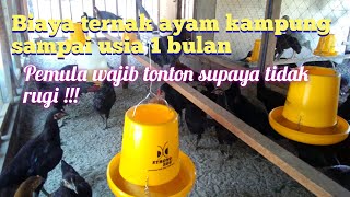 BIAYA TERNAK AYAM KAMPUNG SAMPAI USIA 1 BULAN