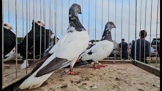 ZWOLEŃ Gołębie pigeons targ Andrzej W. 01.09.2024 cz.3/5💥Gołębie jasne i wyszwance Andrzeja Radom💥