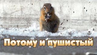 Тополиный пух, суслик, июль/Poplar fluff, gopher, July