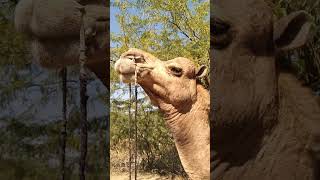 Camel  in desert 🏜️. #animals #camels #trending #viralvideo #desertcamel