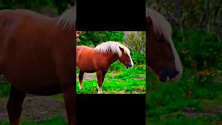 Cute Horse | Horse Sound Animals #shorts #wildlife #animals