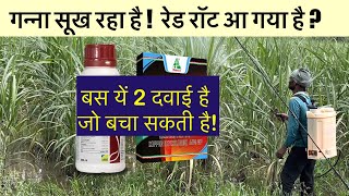 गन्ना सूख रहा है ! रेड रॉड आ गया है ! तो बस यहीं 2 दवाये है कारगर जो बचा सकती है गन्ने को