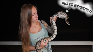 You wont believe what happened to this SNAKE we found!