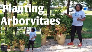 Planting Privacy with Arborvitaes🌱