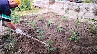 Ciao oggi pianto le piantine di pomodoro!! 🍅