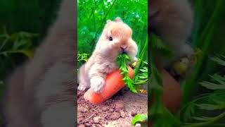 Awww Soo Cute Bunny🐰🐇🥕 #Shorts #animal #trending #video #viral #bunny #cute animal