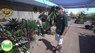 Succulent Tour at Green Thumb Nursery in San Marcos!