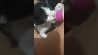 Mimi Cucu #anakkucinglucu #kucing #kucinglucu #anakkucing #shortvideo #cicakcicakdidinding #kucingku