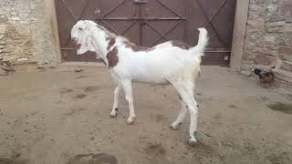 Qasmi goat faram sindhipura pipar jodhpur rajasthan..... Cenvenar mufti Ahmad qasmi 8502802248......