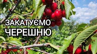 Компот з черешні на зиму без стерилізації. Швидко та просто #консервація #домашнє #черешня