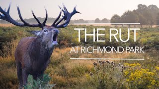 The Rut at Richmond Park