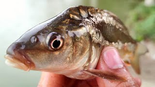 Village Little Boy Hook Fishing In Rainy Season water | Catching Fishing By Hook | Hook Fishing HD🎣