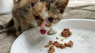 I gave the kitten food, tuna