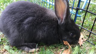 Baby rabbit!