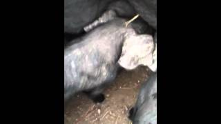 Piglets nursing