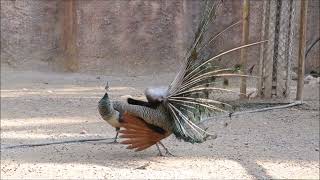 15-4-2018 Limassol zoo-peacock