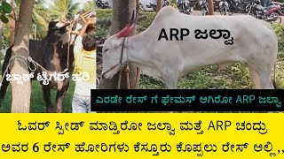 Heavy Speeding Race Bull jalva of ARP CHANDRU & their 6 BULLS  in kestur koppalu bullock cart race