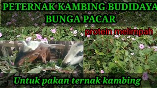 Bang Pakan Bunga Pacar Untuk Pakan Kambing Dan Sapi Sangat Lahab