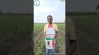 CALARIS XTRA RESULTS IN SUGARCANE CROP SYNGENTA HERBICIDE PRODUCT  Dr O P Pandey contact 7906382600