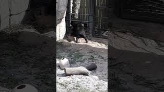 3-8-23 Sunbear at Lowry Park Zoo/Tampa Zoo