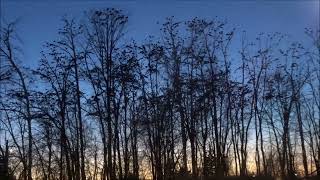 Ravens Roosting