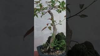 Red Balete Bonsai