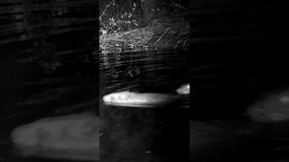 Beaver hitching a ride on his mate's tail!