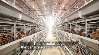 pullet cage