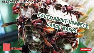 5 Facts about Hornets, Large Wasps, Unique facts you don't know yet…