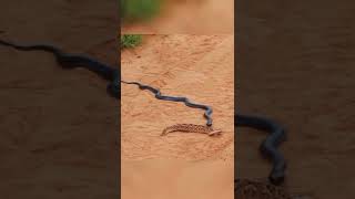 Snake Wants To Kill The Opponent Quickly So Take The Decision Light #snake #wildanimals #shorts