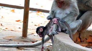 My God ! Baby cute monkey SOFIA falling down from mom - when Mom busy give monkey ALLY check body