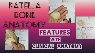 Patella bone note anatomy