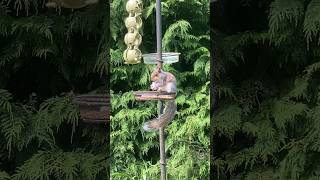 Baby squirrel Sophie is munching on a piece of bread I put out for the birds