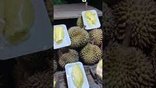 berburu durian montong di malam hari