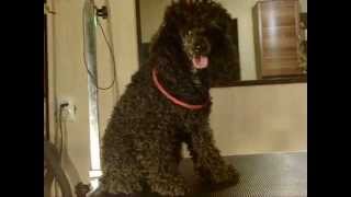 Пудель Нюша. До стрижки. Poodle before grooming