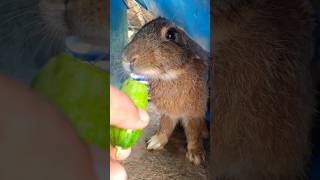 The rabbit sweet with 🥒 🥒 🥒💖💖❤️❤️💕💕 #rabbit #bunny #cute #animals #pets  #pet #rabbitt #rabbitfood