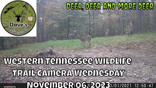 Western Tennessee Wildlife Trail Camera Wednesday through November 06 2023 #wildlfe #nature #deer