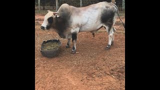 ALGUMAS SAIDAS DO TOURO BICHO MINEIRO