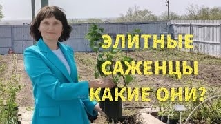 Элитные саженцы. Какие они? Можно ли их купить на рынке? #сад #садогород #дачныйсезон #саженцы