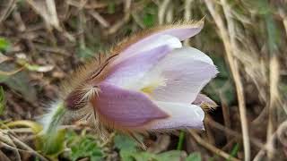 From Gares to Forcella Stia - Just spring flowers and the sounds of nature