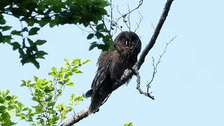 The Ural Owl between Italy and Slovenia.