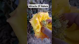 Miracle Of Nature - Buds Grown In The Center Of Rose