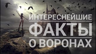 Интересные  факты о воронах. Топовая подборка.