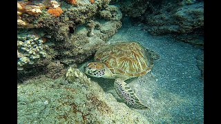 Memorial Day Weekend Snorkeling 2024 - Boca to Hillsboro Inlet