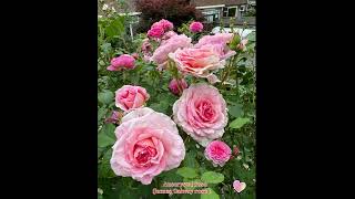 Auscrystal rose(James Galwayrose )